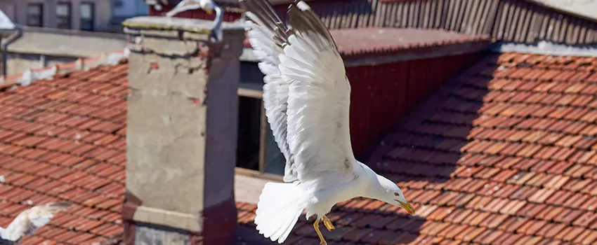 Residential Chimney Animal Removal Solution in North Aurora, IL